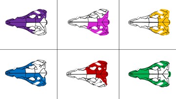 pseudosuchian skull structure