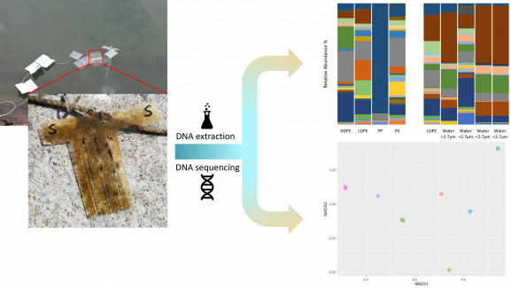 plastisphere on marine plastic