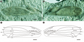 The first true procercopid (Hemiptera, Cercopoidea) from England