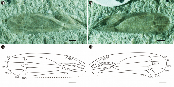 The first true procercopid (Hemiptera, Cercopoidea) from England