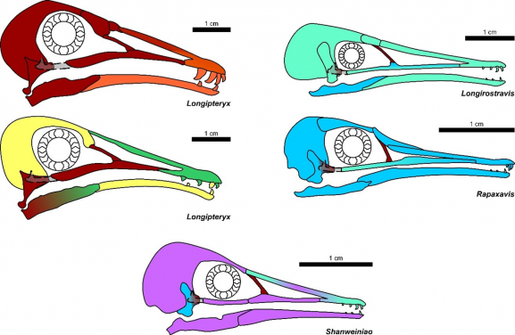 Longipterygid Birds