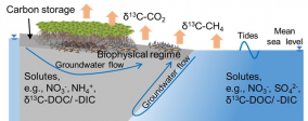 Co-effects of macrobenthos and hydrogeology on coastal carbon biogeochemical processes  in mangrove-mudflat wetlands