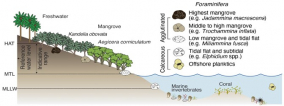 Vertical zonation of intertidal foraminifera, and its utility for sea-level reconstruction in the Pearl River Delta