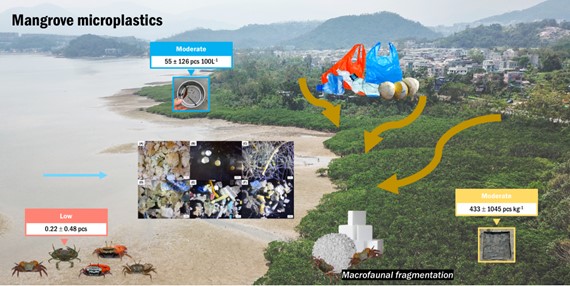 Fate of plastics in Hong Kong Mangroves: from macro to micro