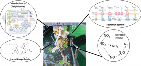 Composition and Metabolic Potential of Microbial Communities from Marine Plastic Biofilms