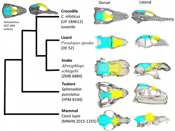 Evolution and development of the pseudosuchian skull table sutures and its impact on the cranial topology