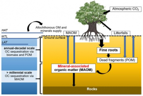 Organic Carbon Sequestration in Coastal Environments 