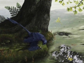 A Microraptor, a small four-winged dinosaur that could fly, eats a fish. 