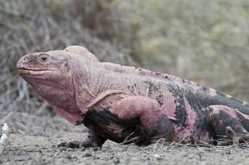 Pink-Iguana