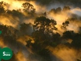 carbon sink of tropical forests