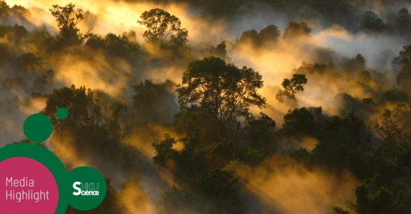 carbon sink of tropical forests